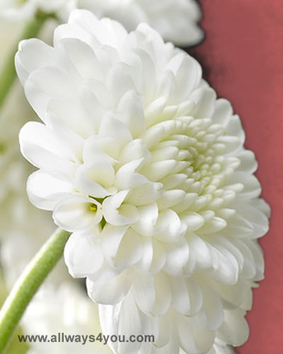 Poms Button White Flowers